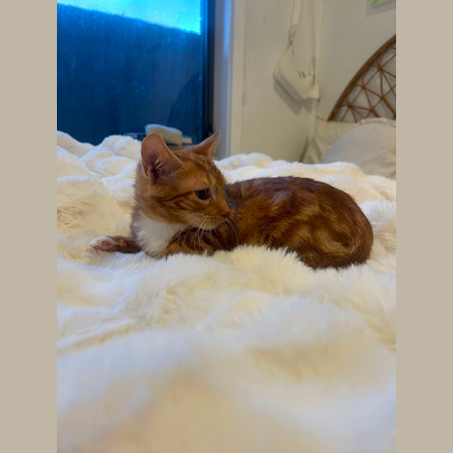 Photo of Sutton Meet Me@Petstock Dandenong Store 