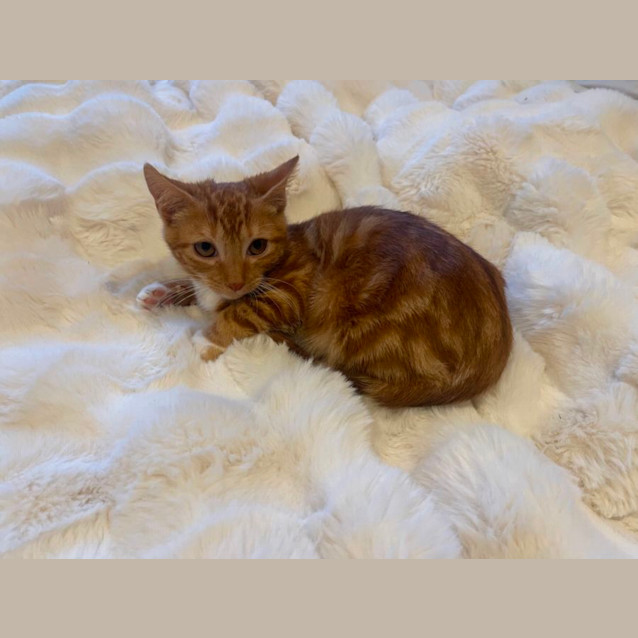 Photo of Sutton Meet Me@Petstock Dandenong Store 