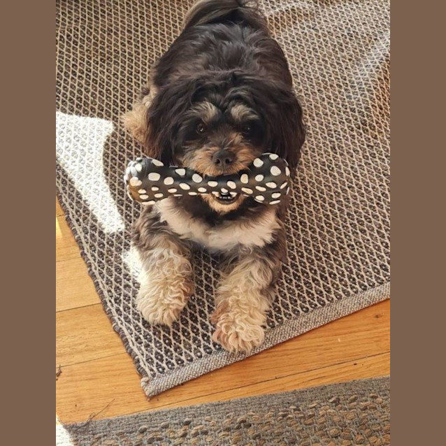 Photo of Dave Gainsborough