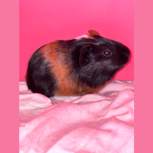 Photo of Timtam