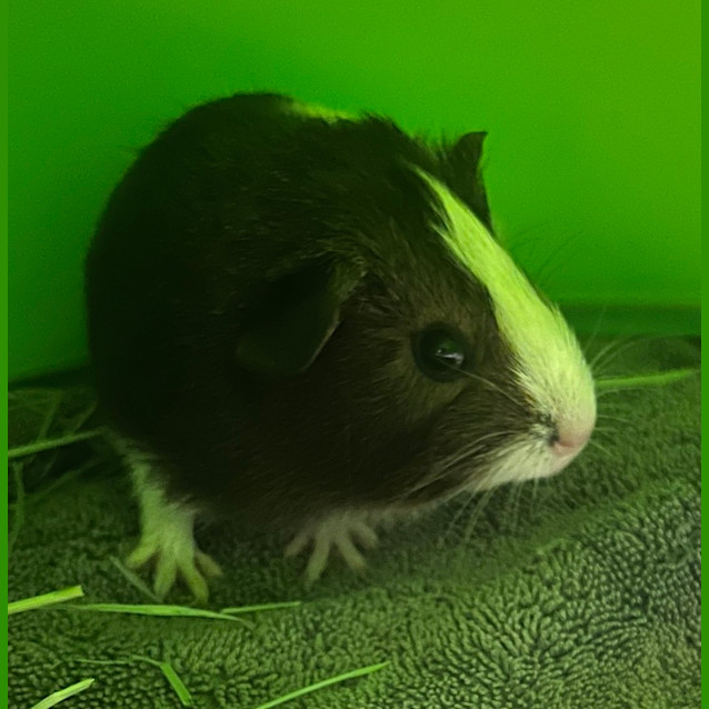 Photo of Snickers