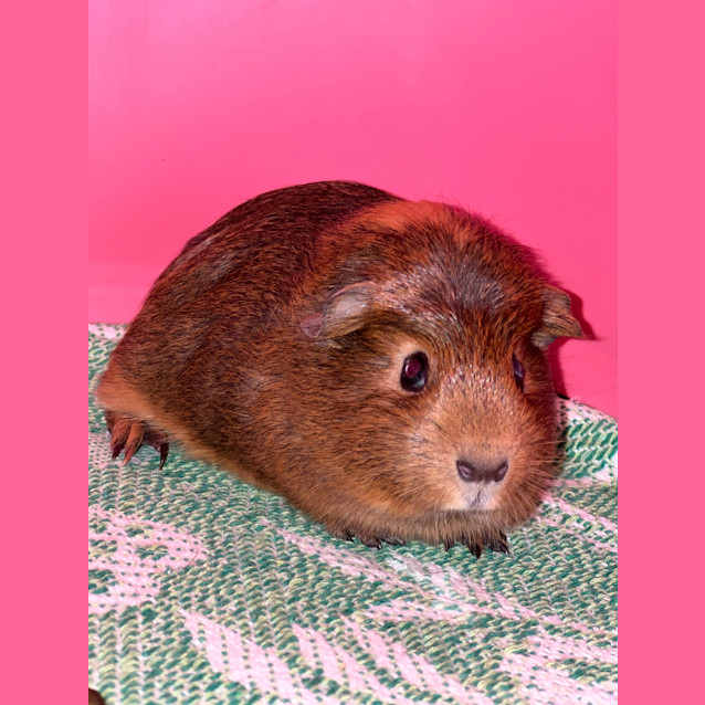 Photo of Buttercup 