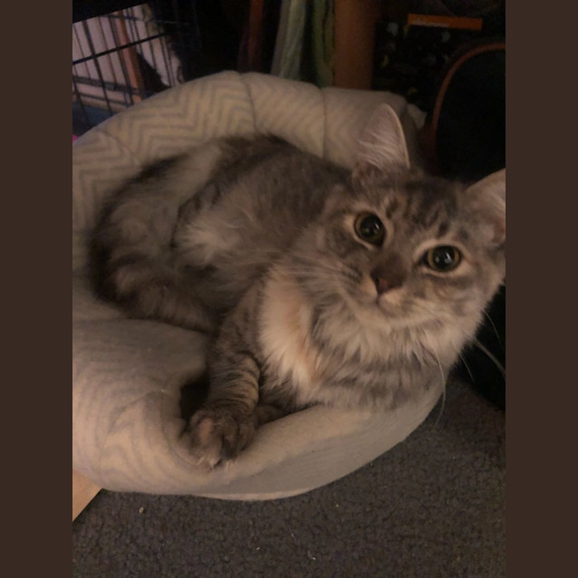 Photo of Willow Meet Me@Petstock Mornington Store Nepeanhwy