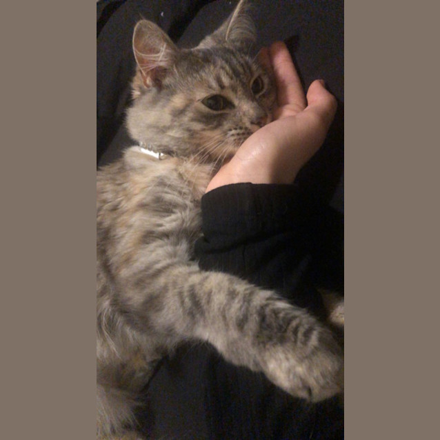 Photo of Willow Meet Me@Petstock Mornington Store Nepeanhwy