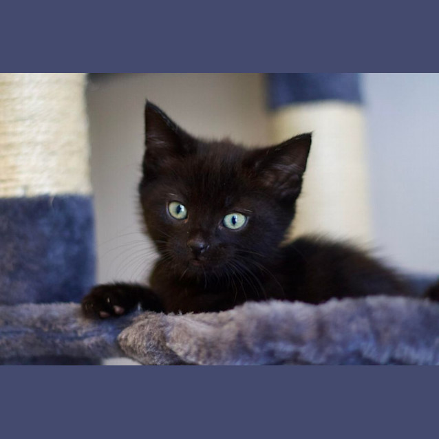 Photo of 🖤 Midnight 🖤