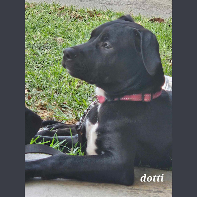 Photo of Dotti