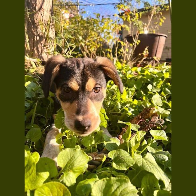 Photo of Turbo 