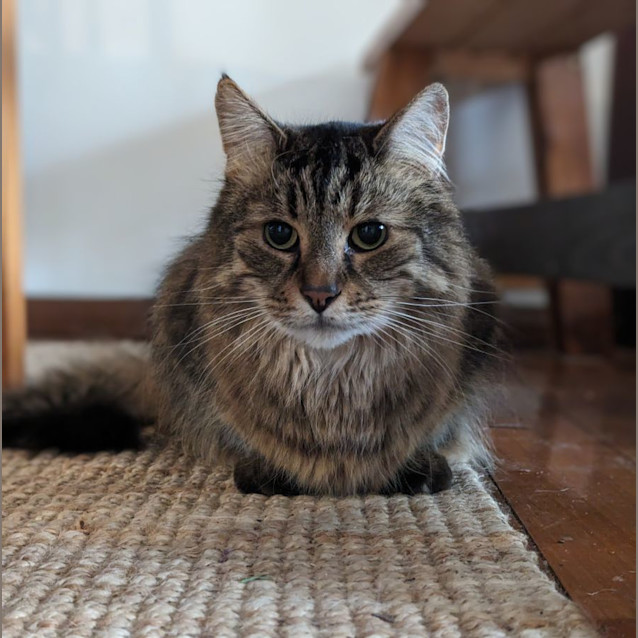 Photo of Geronimo & Koby ❤❤