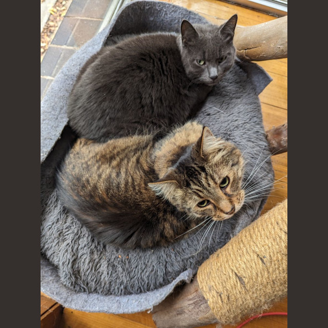 Photo of Geronimo & Koby ❤❤