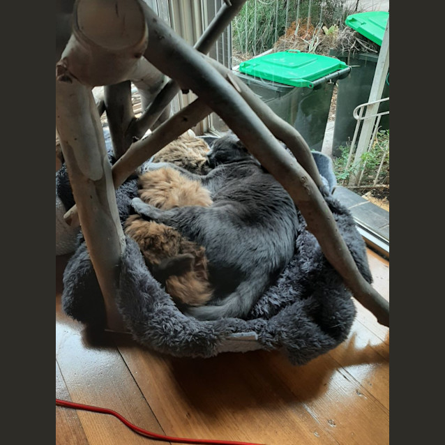 Photo of Geronimo & Koby ❤❤