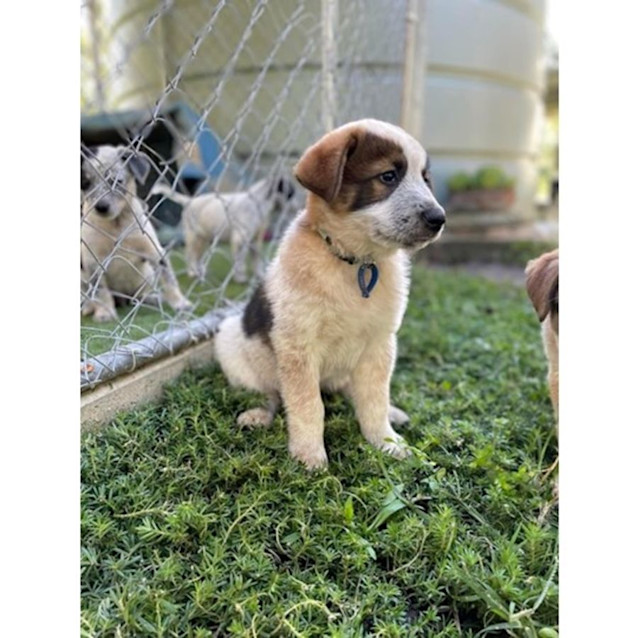 Photo of Barney