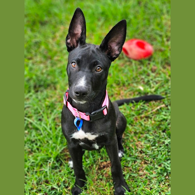 Photo of Kayla   6 Month Old Kelpie X (Trial)