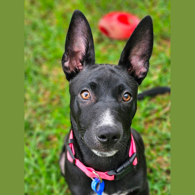 Photo of Kayla   6 Month Old Kelpie X (Trial)