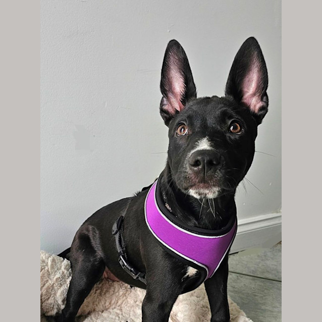 Photo of Kayla   6 Month Old Kelpie X (Trial)