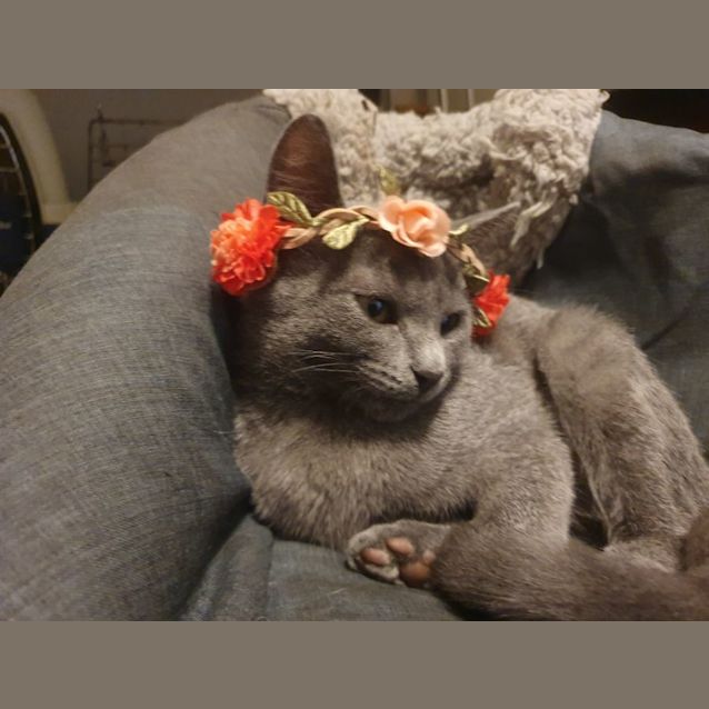 Photo of Bluebell