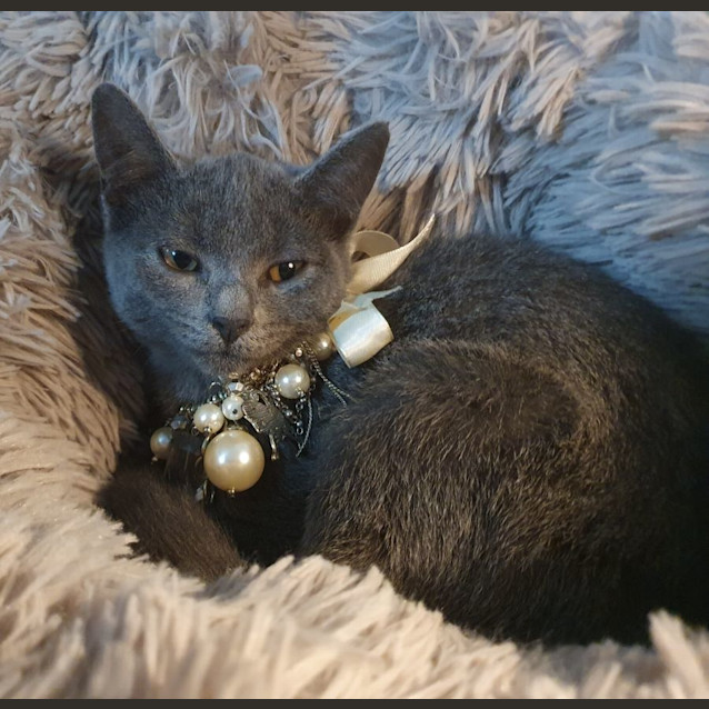 Photo of Bluebell