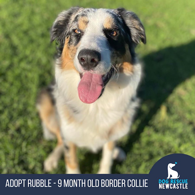 Photo of Rubble   9 Month Old Border Collie (Hold)