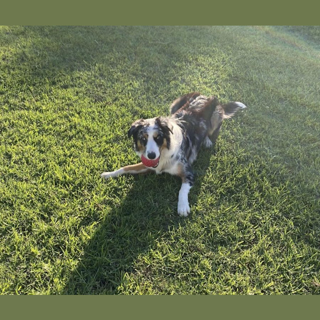 Photo of Rubble   9 Month Old Border Collie (Hold)