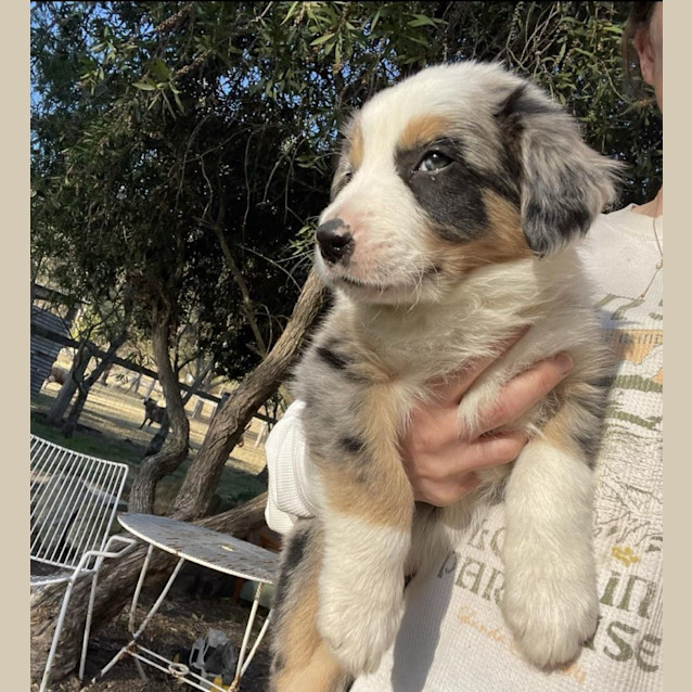Photo of Rubble   9 Month Old Border Collie (Hold)