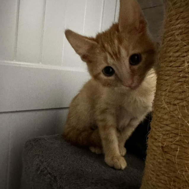 Photo of Pumpkin Pie