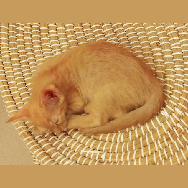 Photo of Loki**2nd Chance Cat Rescue**