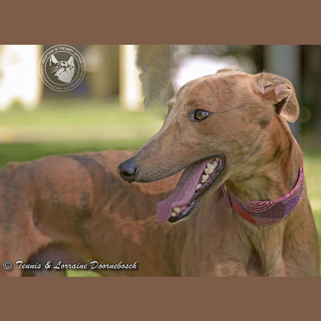 Photo of Bailey (Final Table)