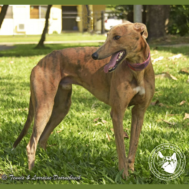 Photo of Bailey (Final Table)