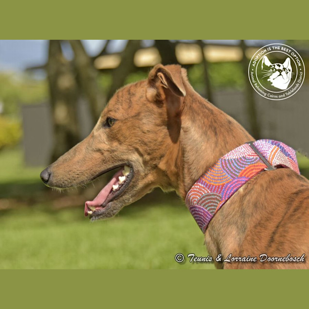 Photo of Bailey (Final Table)