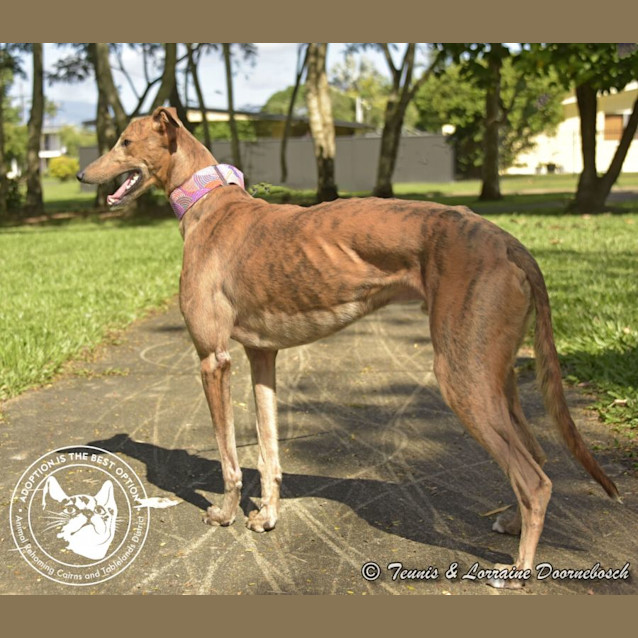 Photo of Bailey (Final Table)