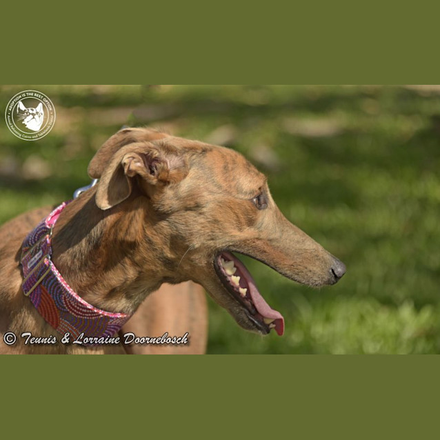 Photo of Bailey (Final Table)