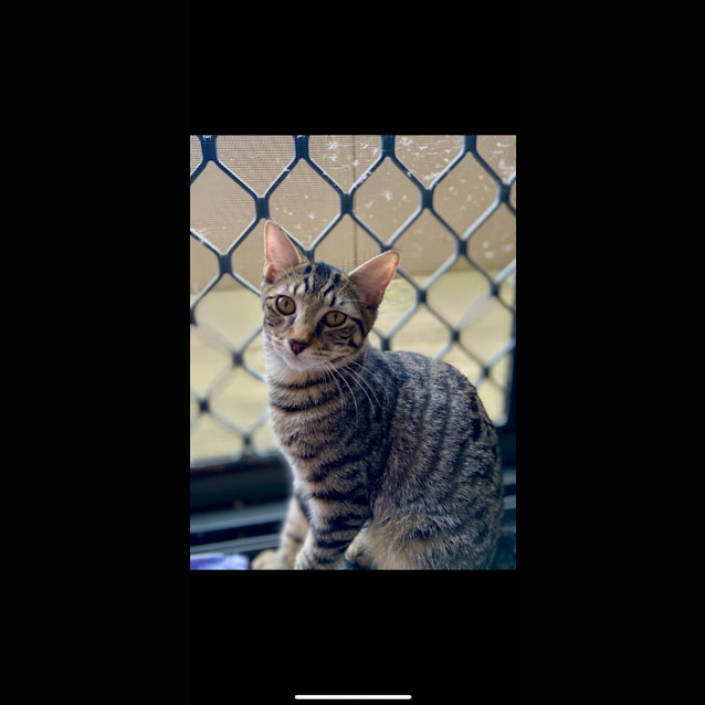 Photo of Bear