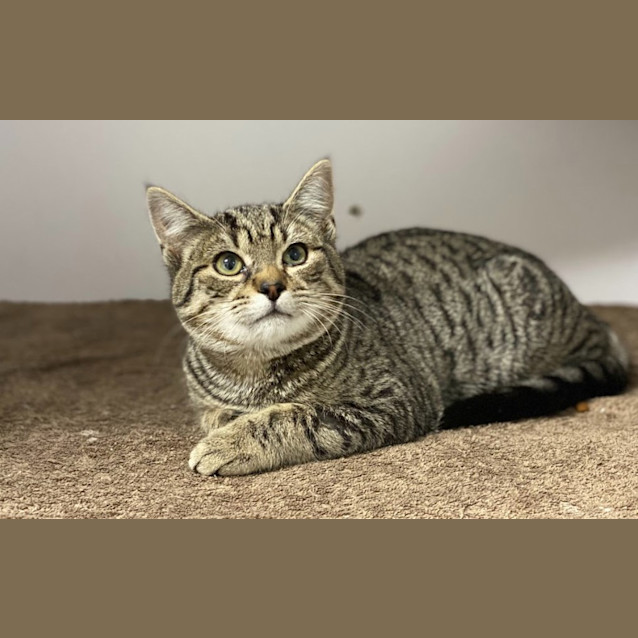 Photo of Cookie
