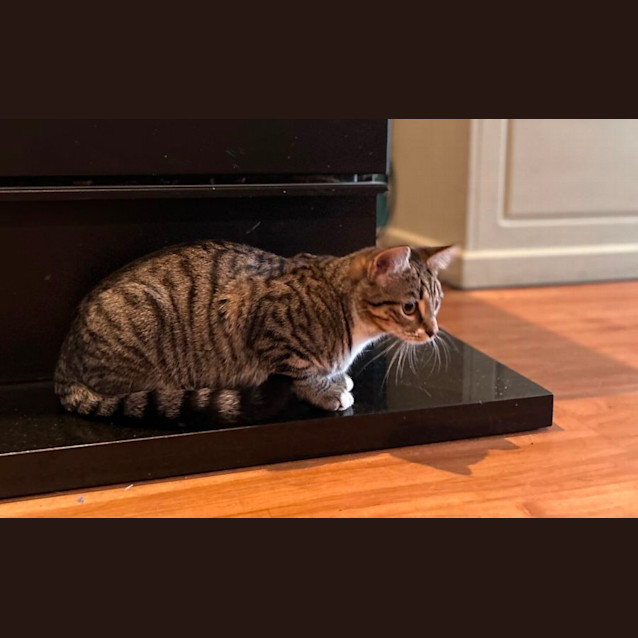 Photo of Lisa And Olympia. **2nd Chance Cat Rescue**