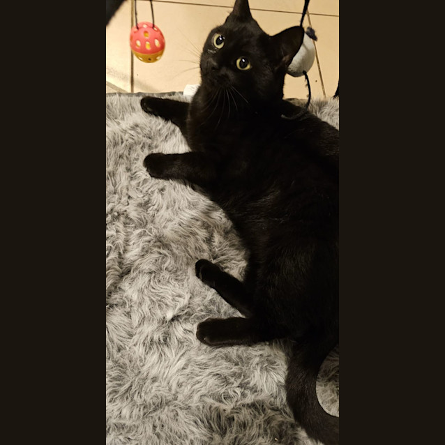Photo of Nemo