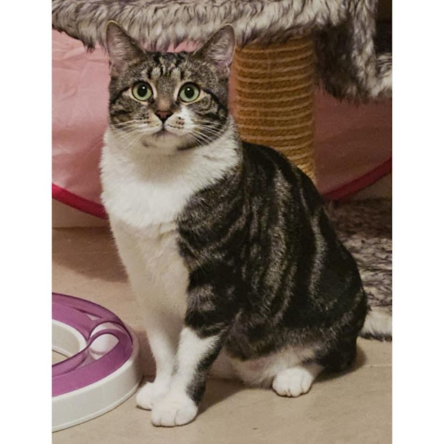 Photo of 9985   Stilletto