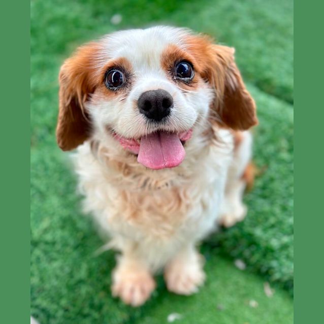 Photo of Chuck