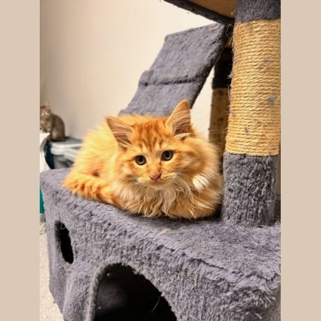 Photo of Mango Tango