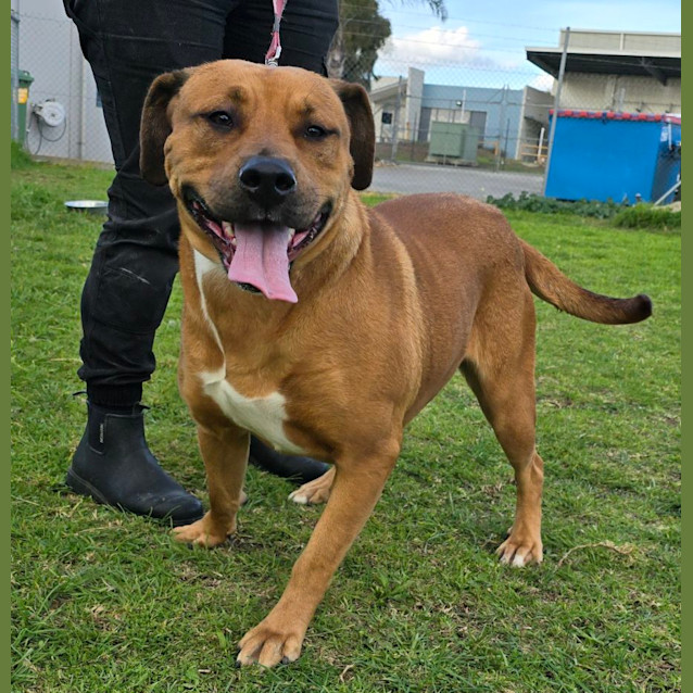 Photo of Piper   63323