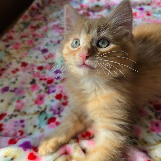 Photo of Rusty Potato