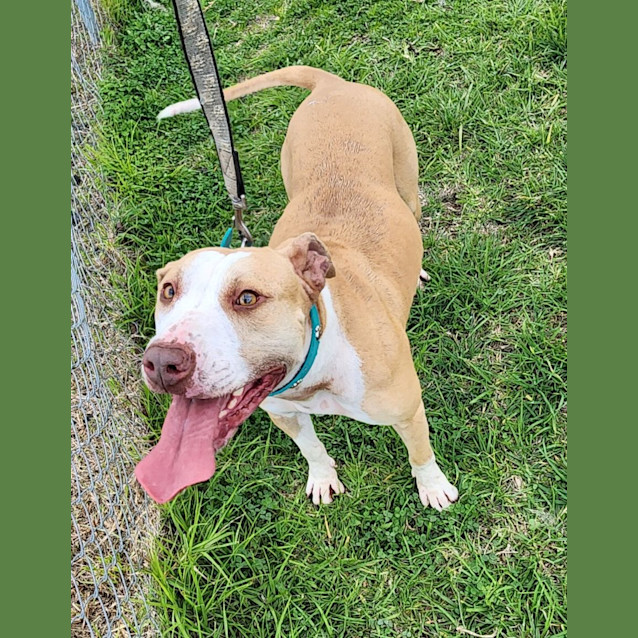 Photo of Poppy   63405