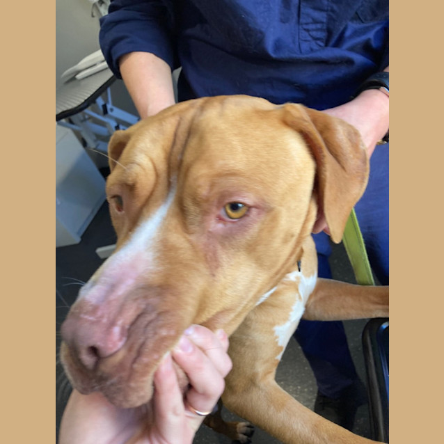 Photo of Drover