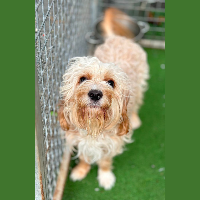 Photo of Scrappy