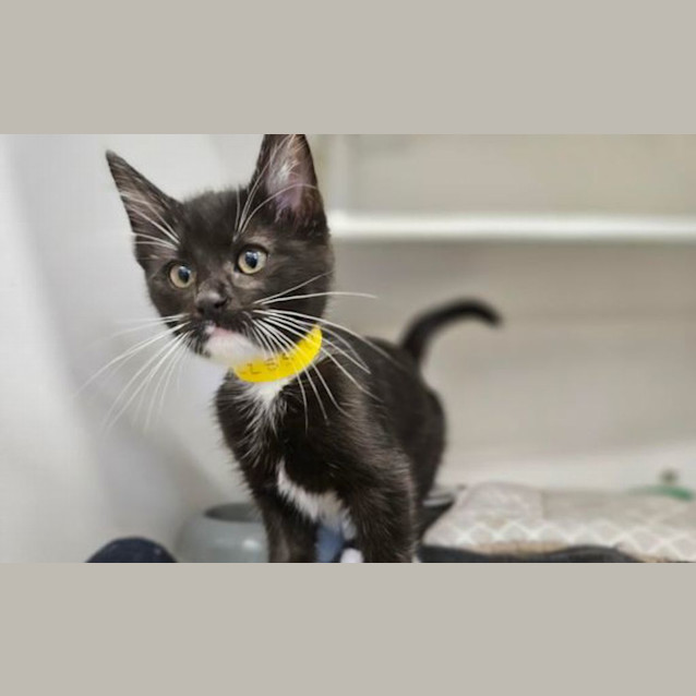 Photo of Sugar