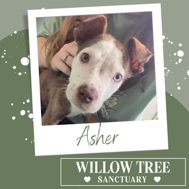 Photo of Asher