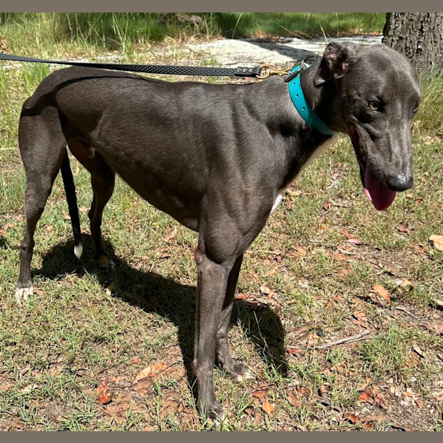 Photo of Buck