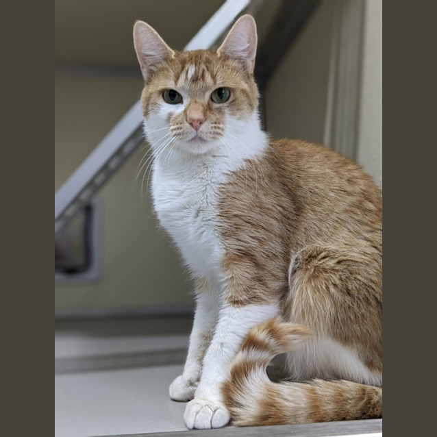 Photo of 🪀 Keeva 5071 🪀