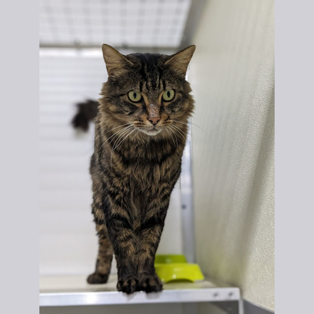 Photo of 🦚 Elliot 5136 🦚