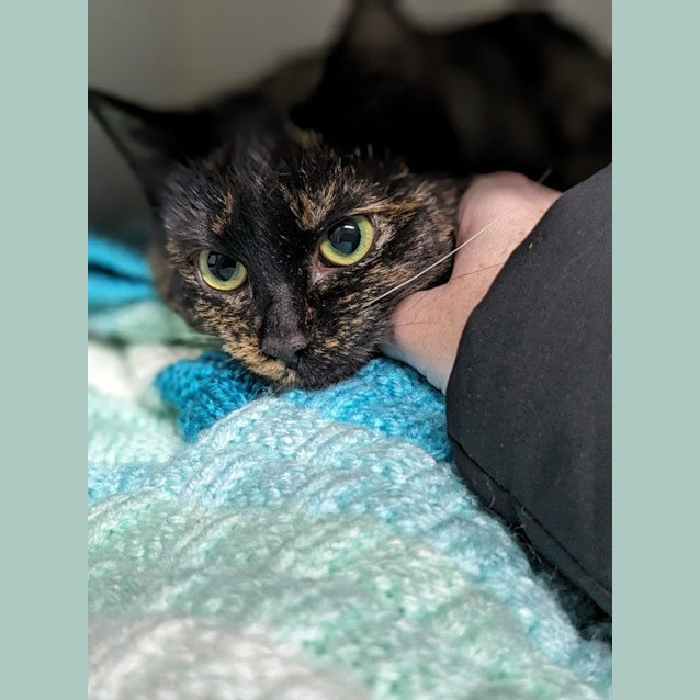 Photo of 🔥 Sassafras 5045 🔥