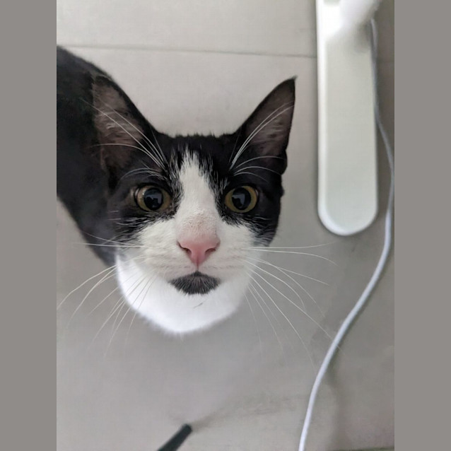 Photo of Milo *Pending Adoption*