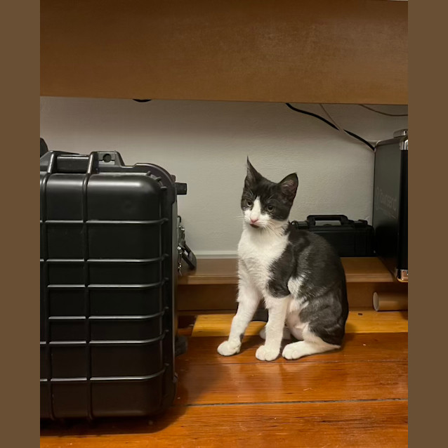 Photo of Milo *Pending Adoption*